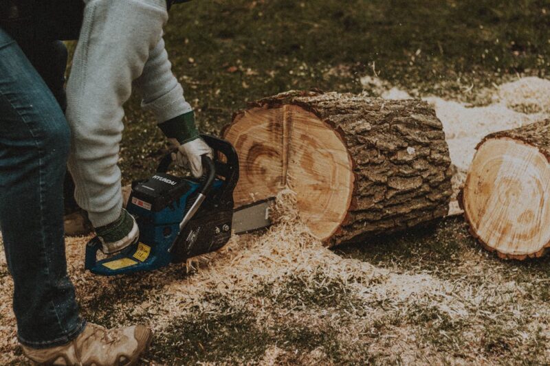 Richtige Baumschnitt